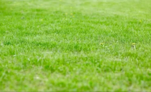 Unlock Healthier Soil in Alpharetta: The Power of Lawn Aeration
