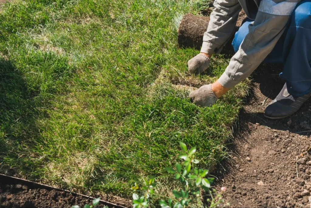 Person laying sod on a lawn, demonstrating lawn care techniques for addressing brown patches and improving grass health.