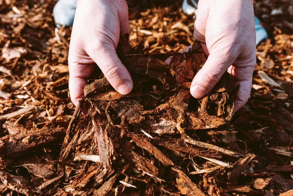 How Mulch Depth Affects Soil Temperature, Moisture, and Root Health