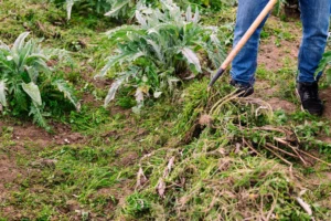 Why Professional Weed Control Saves You Time and Money