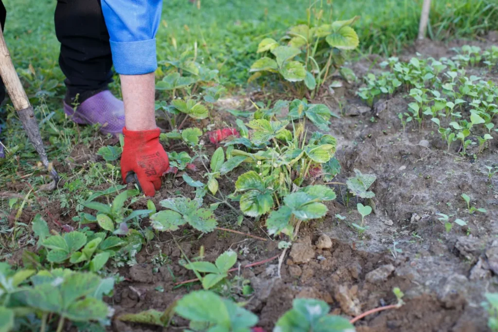 Why Professional Weed Control Saves You Time and Money