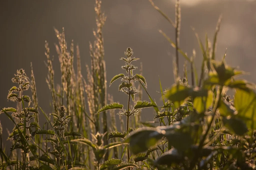 Why Seasonal Weed Management Matters for Your Property: Benefits & Smart Control Strategies