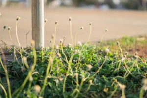 Weed Prevention vs. Weed Removal: Which Weed Control Methods Work Best for Your Lawn?