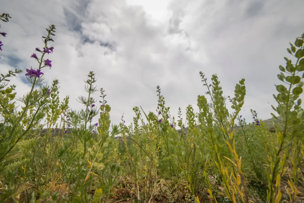 Weed Prevention vs. Weed Removal: Which Weed Control Methods Work Best for Your Lawn?