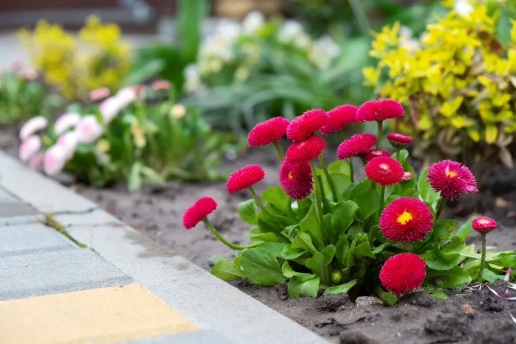 How Improper Bed Design Increases Weed Pressure