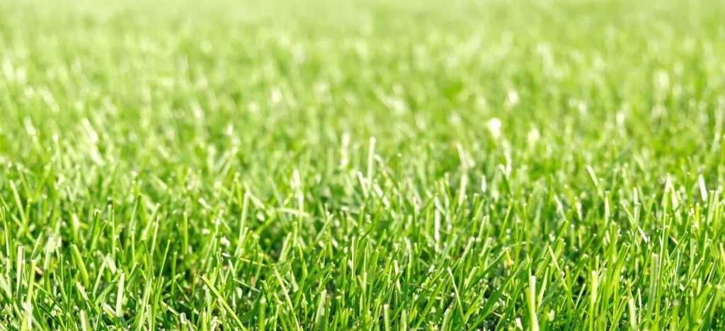 Seasonal Disease Cycles in Warm-Season Lawns