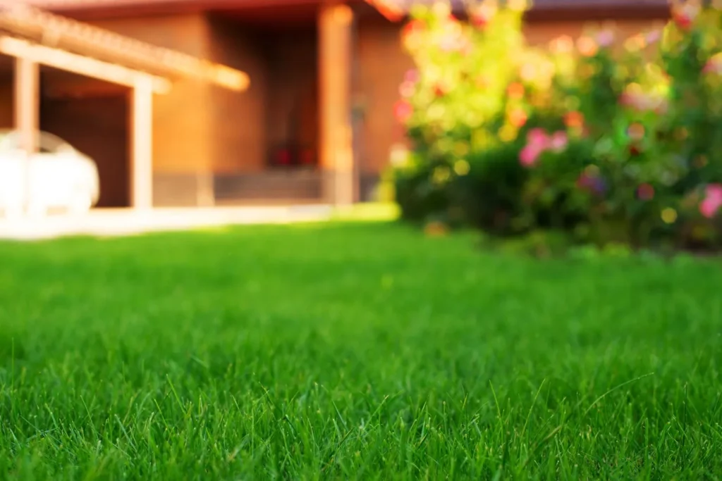 Seasonal Disease Cycles in Warm-Season Lawns