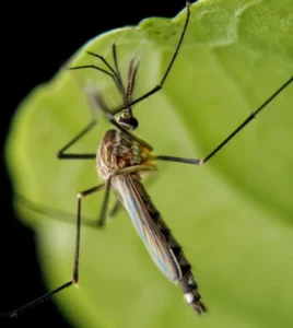 Mosquito Lifecycle: How Knowing It Keeps Your Yard More Enjoyable