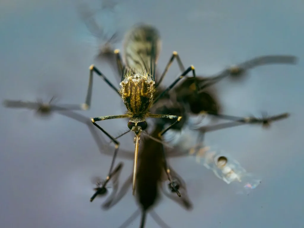 Mosquito Lifecycle: How Knowing It Keeps Your Yard More Enjoyable