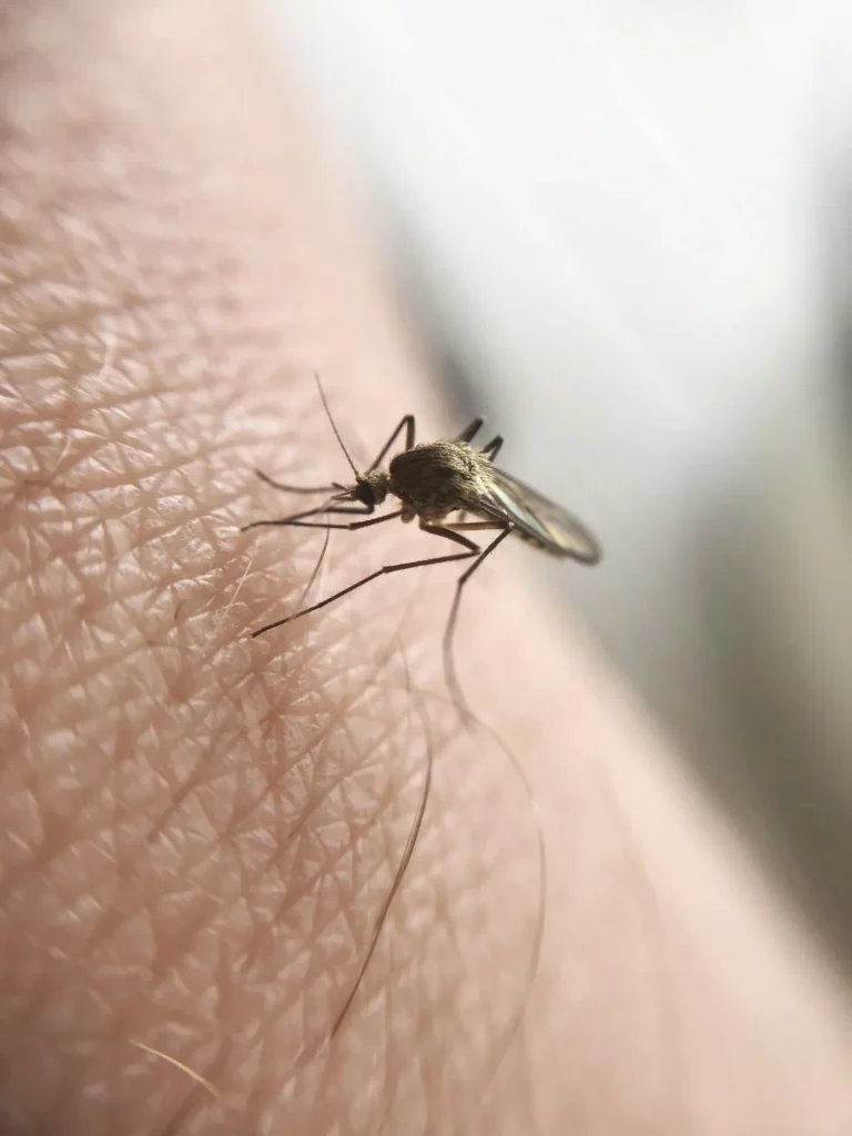 Mosquito Lifecycle: How Knowing It Keeps Your Yard More Enjoyable
