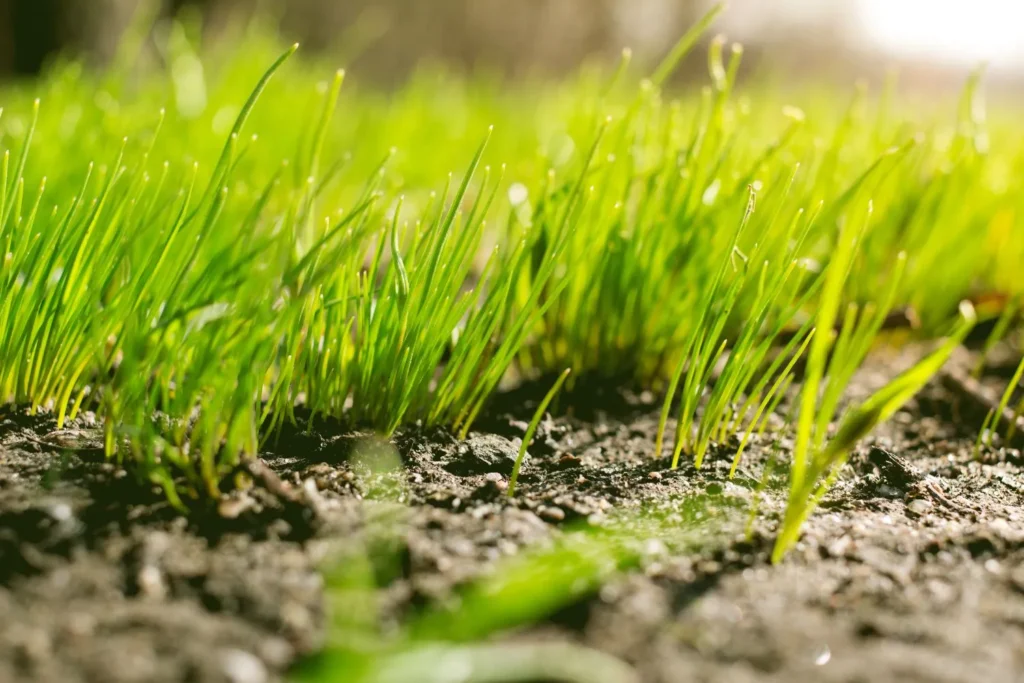 Why Compacted Soil Heats Up Faster Than Healthy Soil