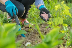 Fertilizing Lawns Under Heat Stress