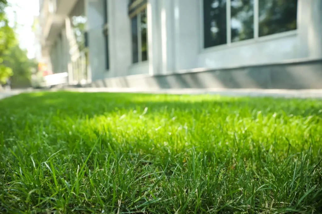 Fertilizing Lawns Under Heat Stress