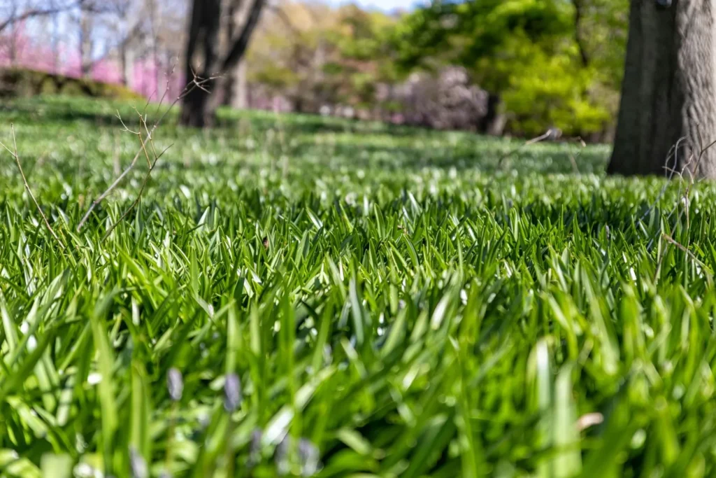 Why Lawn Color Can Improve While Turf Health Declines