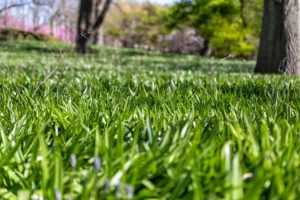 Why Lawn Color Can Improve While Turf Health Declines