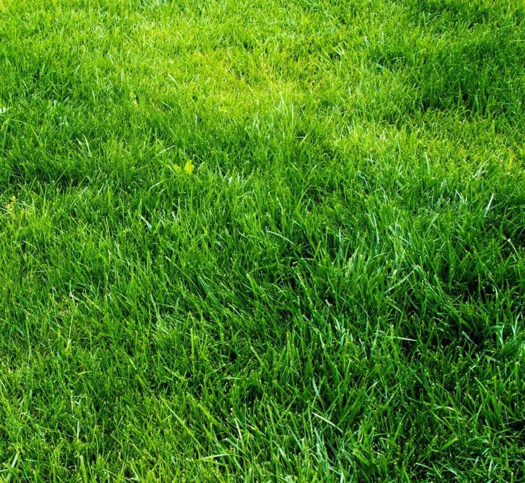 Why Lawn Color Can Improve While Turf Health Declines