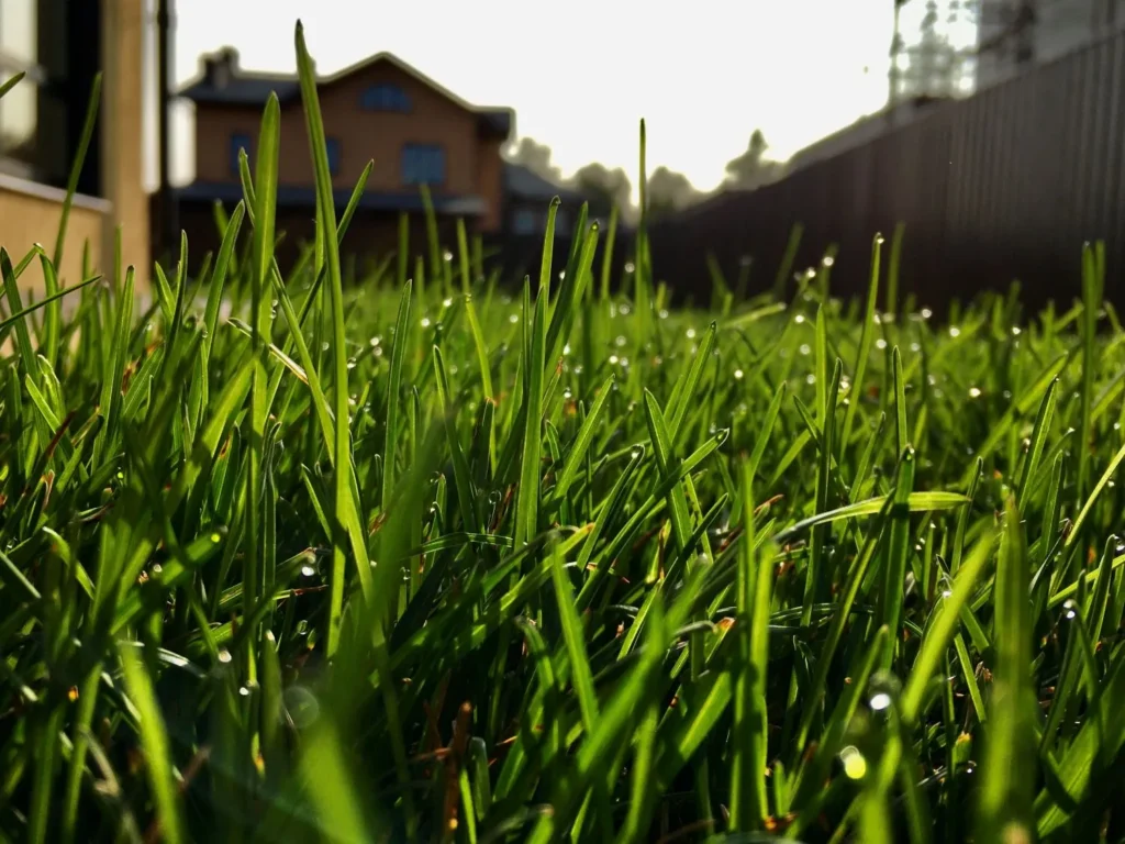 Why Lawn Disease Spreads Faster in Atlanta’s Humid Microclimates