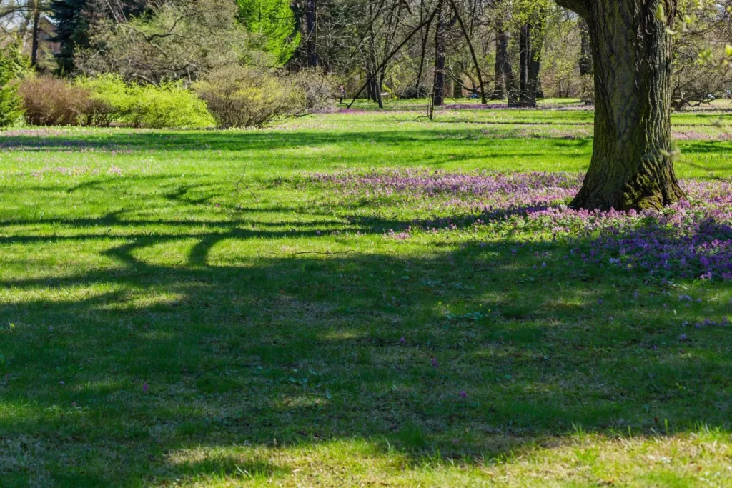 Why Repeated Lawn Fungus Is Common in Alpharetta Lawns