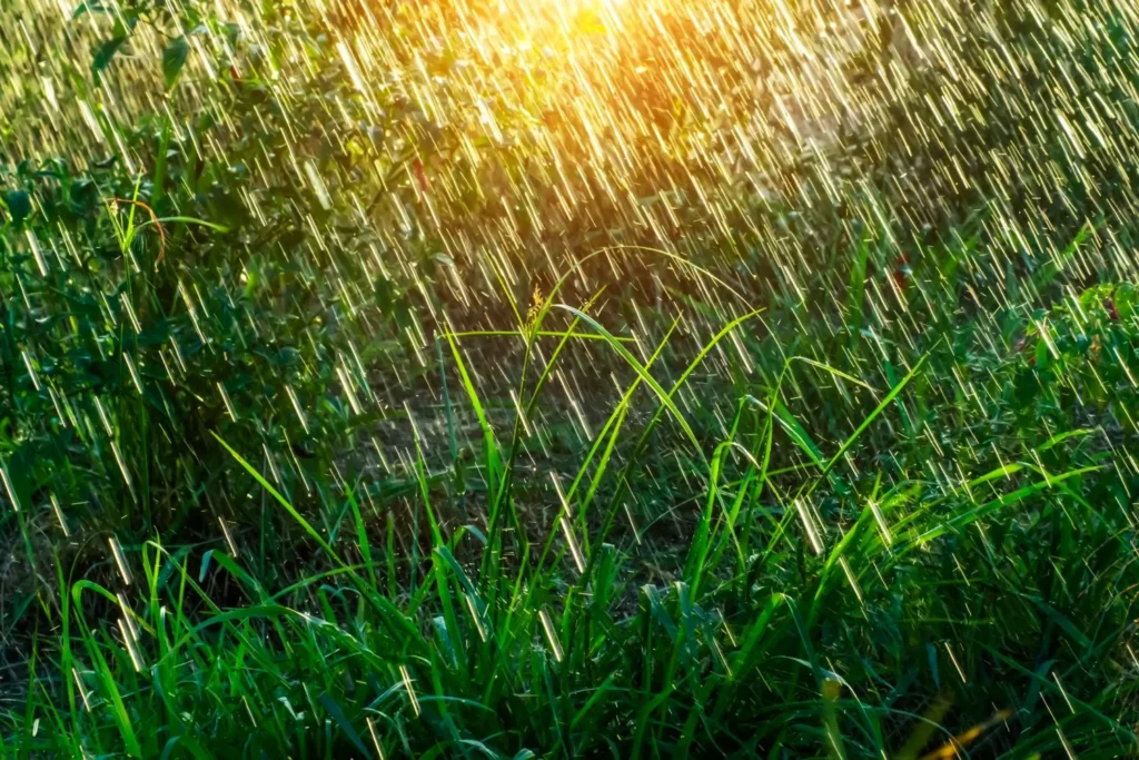 How Excess Moisture Triggers Secondary Lawn Infections