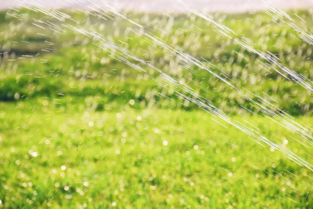 How Excess Moisture Triggers Secondary Lawn Infections