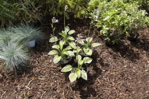 Why Mulch Beds Collapse Without Proper Subsurface Preparation