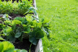 Edging Strategies for Keeping Mulch in Place on Alpharetta Properties