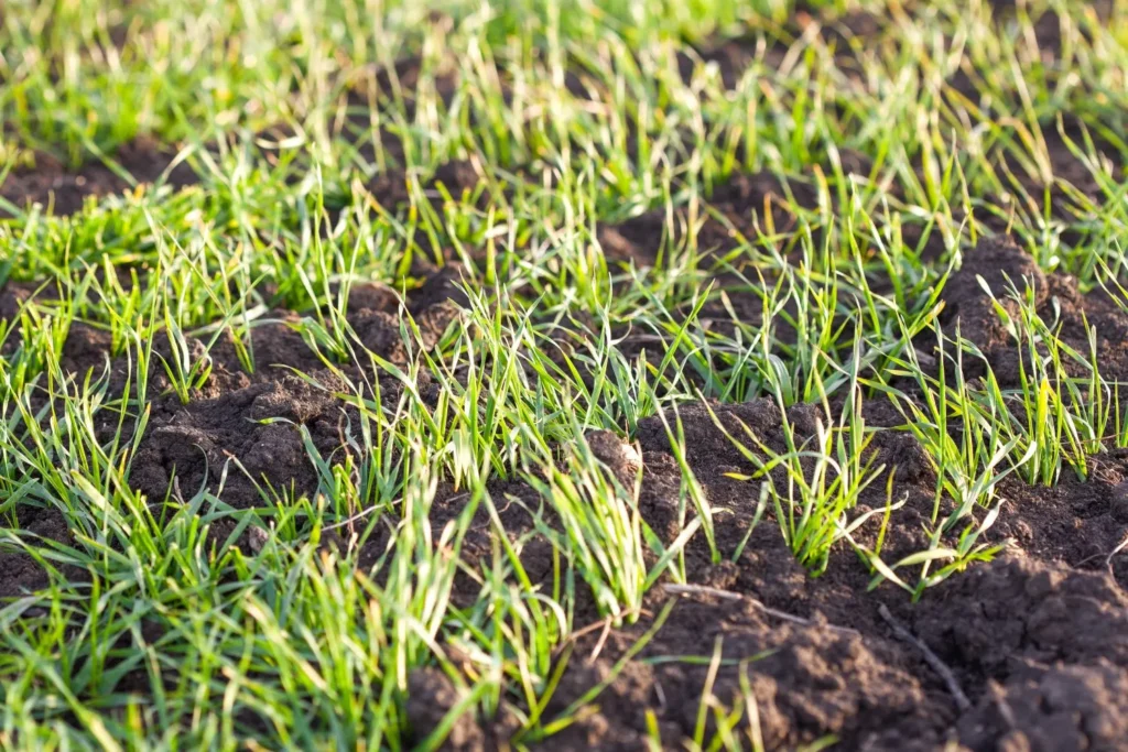 Understanding Soil Layers and Hardpan in Residential Lawns