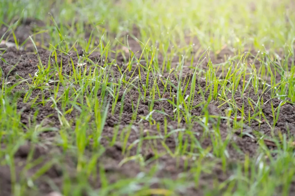 The Difference Between Soil Texture and Soil Structure (And Why It Matters)