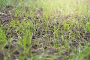 The Difference Between Soil Texture and Soil Structure (And Why It Matters)