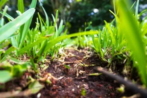 How Topsoil Quality Declines Over Time in Suburban Lawns