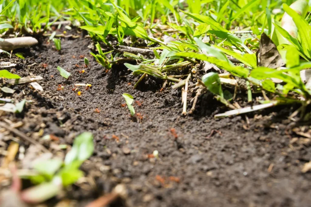 How Topsoil Quality Declines Over Time in Suburban Lawns