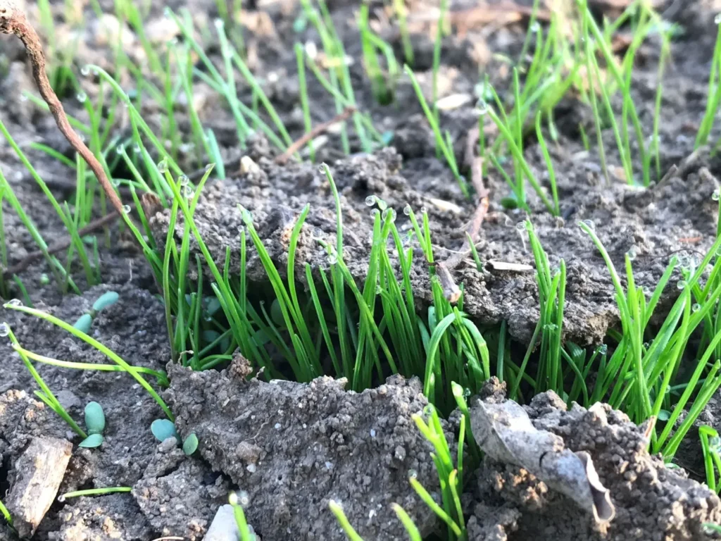 The Difference Between Growth Stimulation and Turf Health