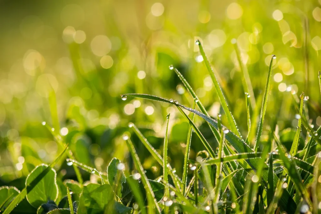How Dew Duration Impacts Lawn Health in Cumming’s Humid Mornings