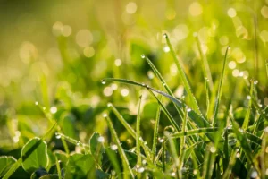 How Dew Duration Impacts Lawn Health in Cumming&rsquo;s Humid Mornings