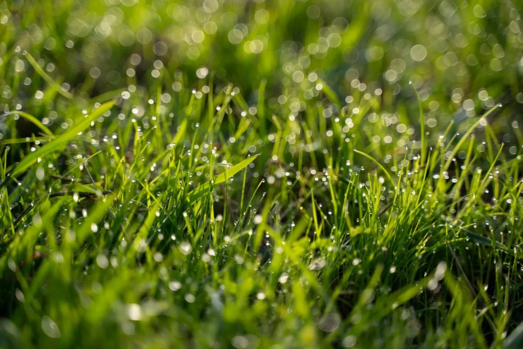 How Dew Duration Impacts Lawn Health in Cumming’s Humid Mornings