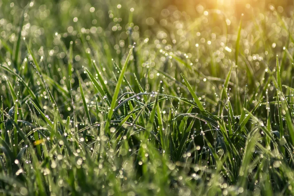 How Dew Duration Impacts Lawn Health in Cumming’s Humid Mornings