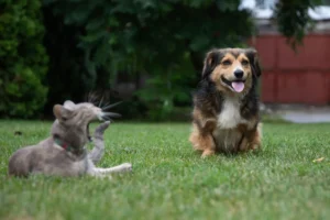 How Pets Slowly Change Lawn Chemistry Over Time in Alpharetta Homes