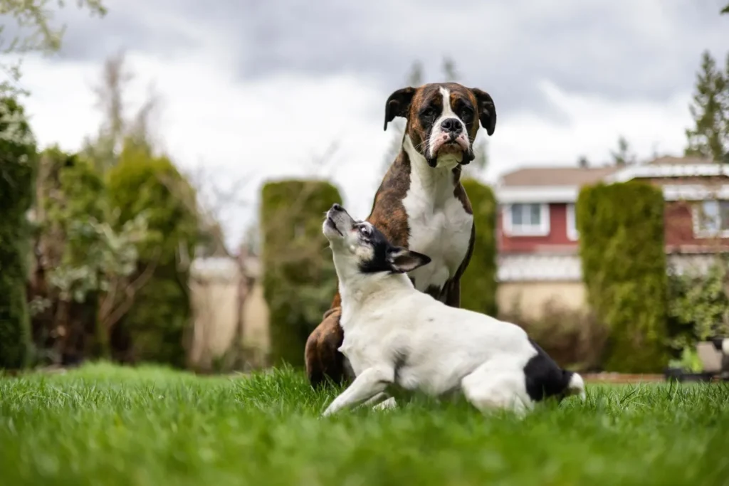 How Pets Slowly Change Lawn Chemistry Over Time in Alpharetta Homes