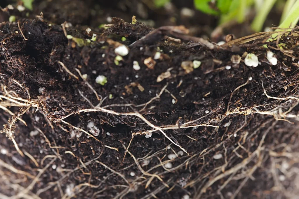 How Lawn Renovation Choices Affect Long-Term Turf Longevity in Alpharetta