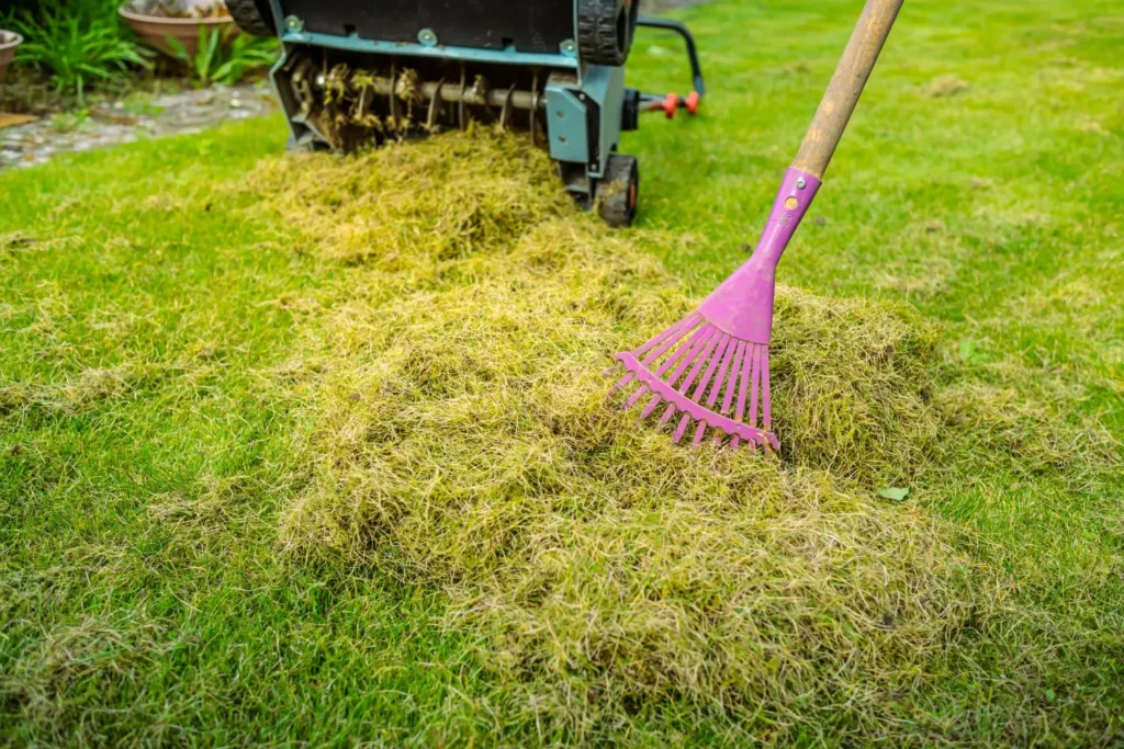 Why Lawn Thatch Isn’t Always a Problem in Alpharetta Warm-Season Turf