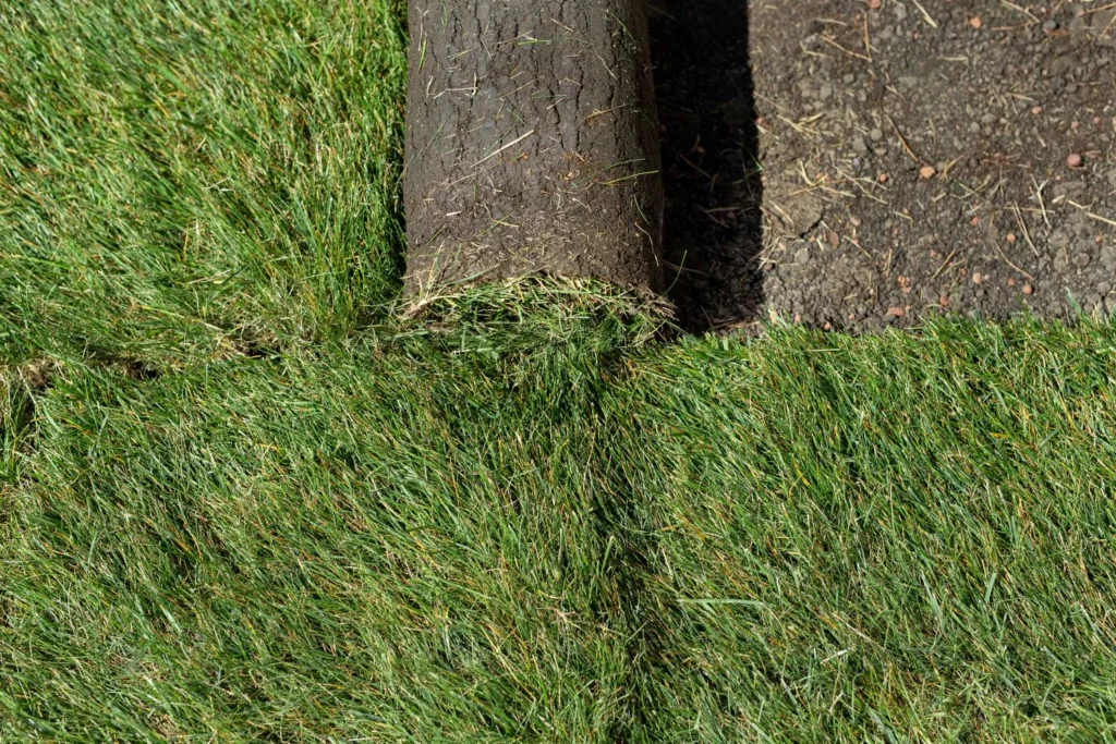 Why Newly Installed Lawns Sometimes Decline After the First Year
