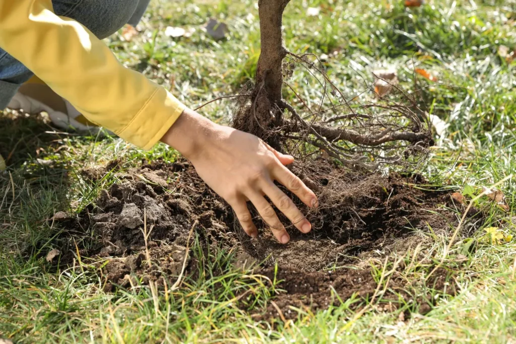 How Tree Roots Compete With Turf in Cumming Without Obvious Warning Signs
