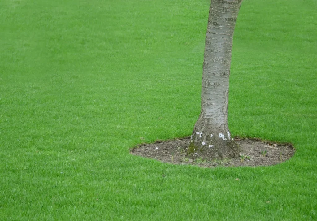 How Tree Roots Compete With Turf in Cumming Without Obvious Warning Signs