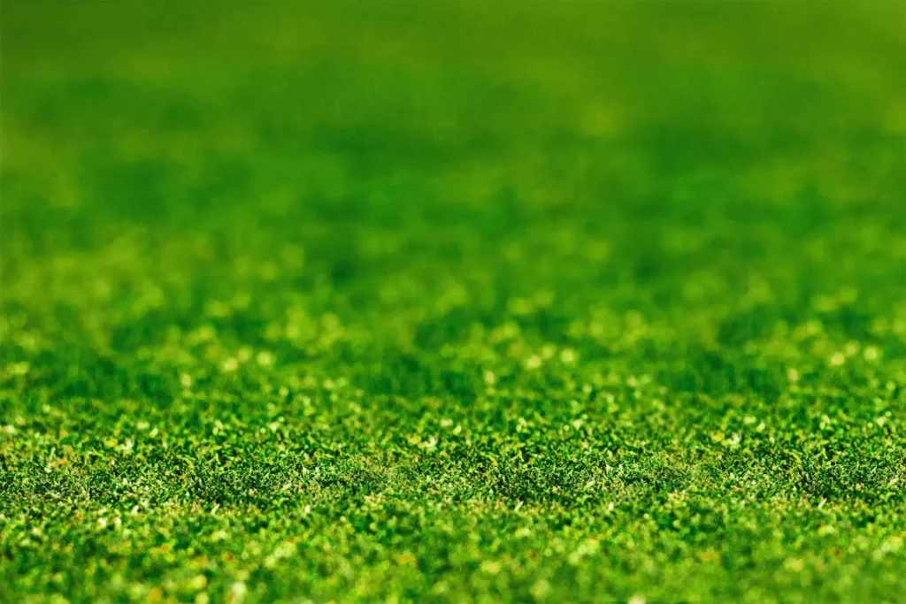 How Seasonal Light Shifts Change Turf Density in Tree-Heavy Atlanta Neighborhoods