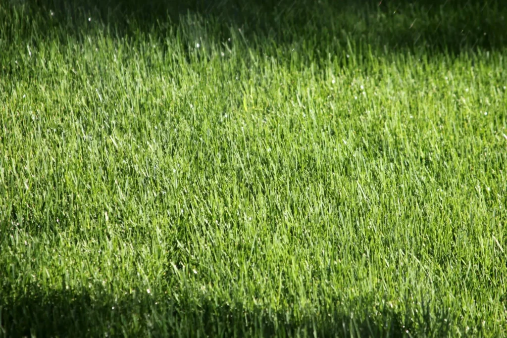 How Seasonal Light Shifts Change Turf Density in Tree-Heavy Atlanta Neighborhoods