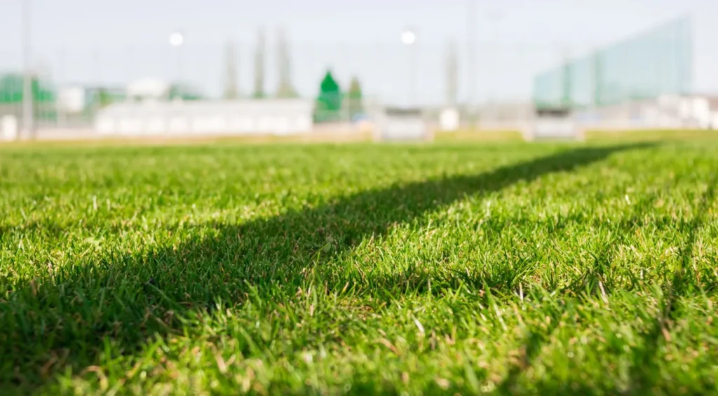 How Turfgrass Stores Energy Between Growth Cycles in Atlanta Lawns