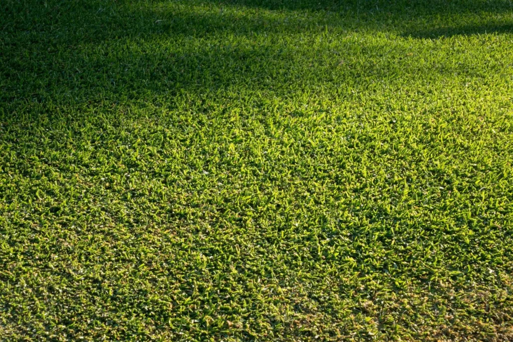 How Turfgrass Stores Energy Between Growth Cycles in Atlanta Lawns