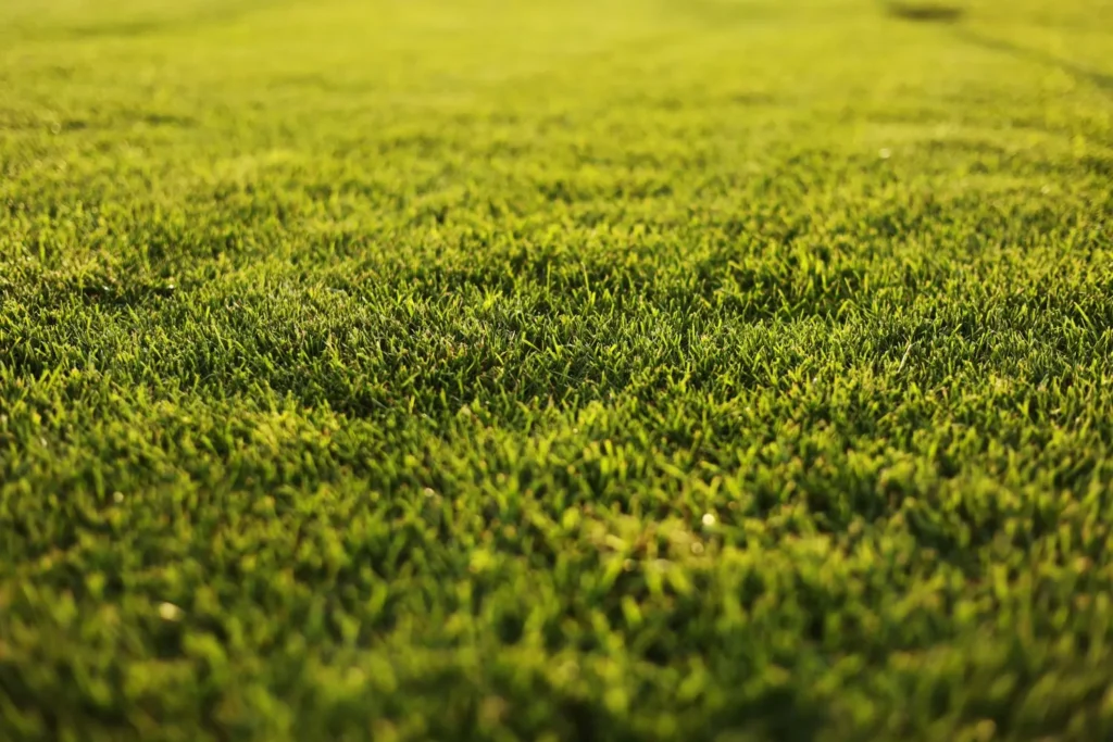 How Turfgrass Stores Energy Between Growth Cycles in Atlanta Lawns