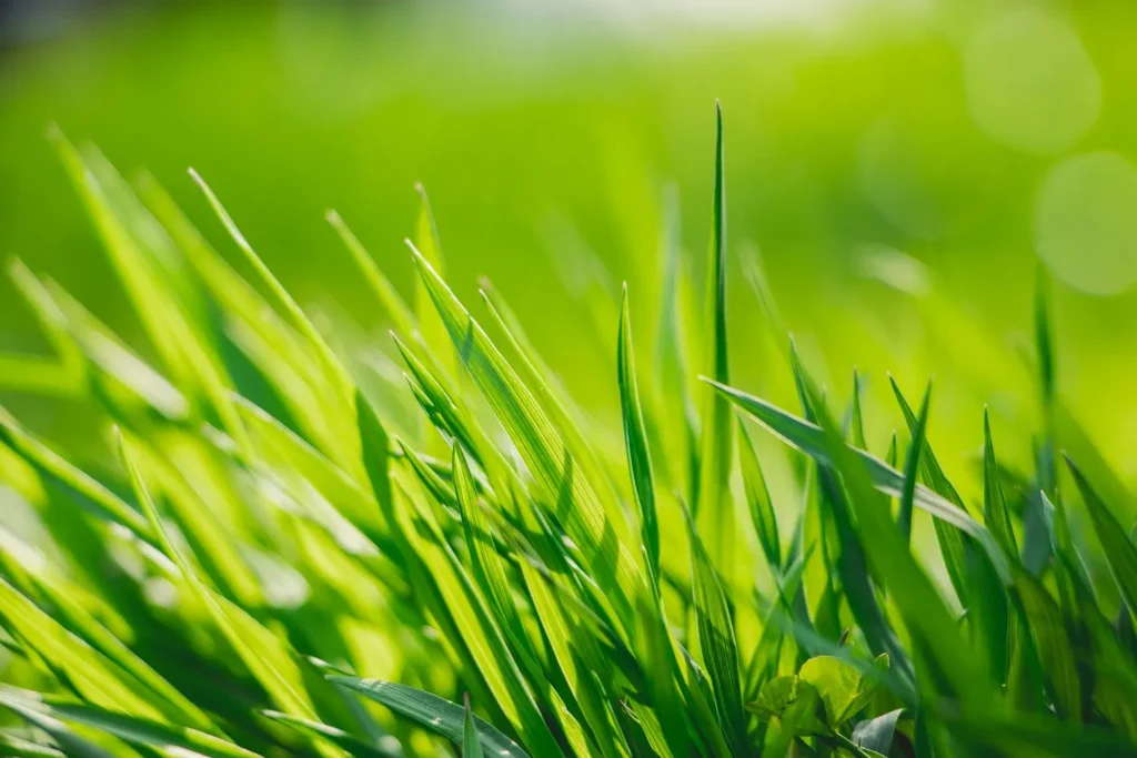 Why Grass Growth Slows in Cumming Even When Watering and Fertilizer Look Right