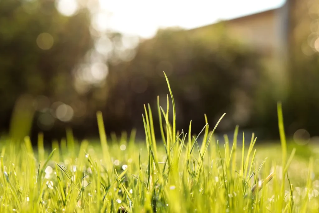 Why Grass Growth Slows in Cumming Even When Watering and Fertilizer Look Right